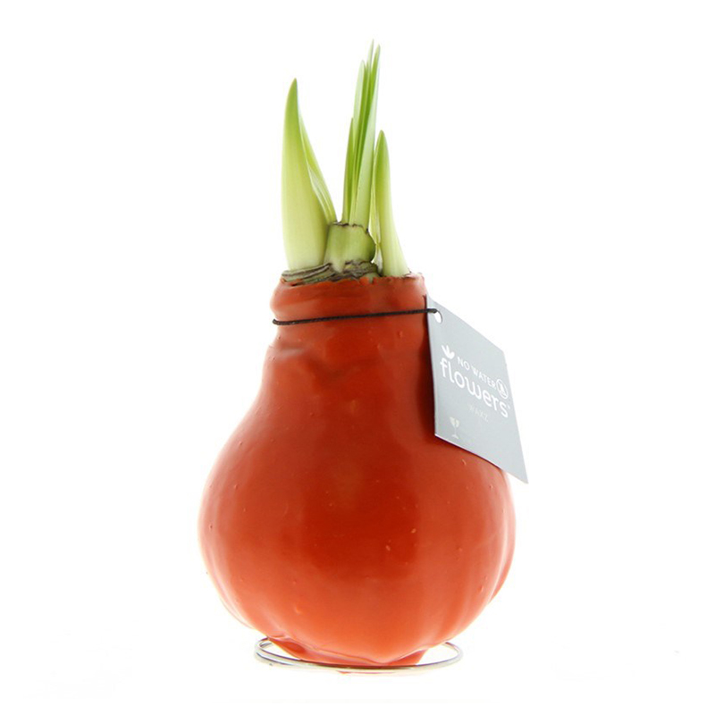 Amaryllis bulb in gift box - Image 21